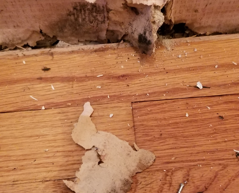 Mold mold mold moldy mold.